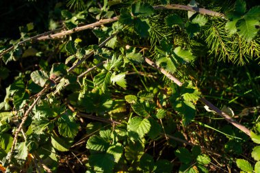 Ormandaki canlı yeşil çalıların yemyeşil bir görüntüsü, ormanlık alanın doğal güzelliğini ve sükunetini artırıyor.