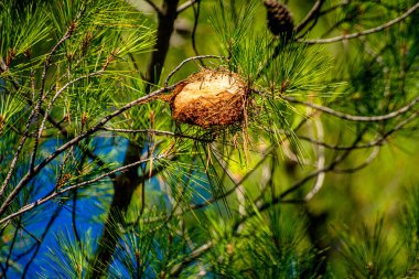Büyüleyici yakın plan bir fotoğraf, doğal ormanın ortasındaki bir dalda bir çam tırtılı yuvasının karmaşık detaylarını yakalar..