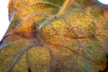 Canlı bir makro fotoğraf, sarı bir yaprağın üzerindeki damarların ve dokuların karmaşık detaylarını gözler önüne seriyor, sonbaharın doğal güzelliğinin özünü yakalıyor.