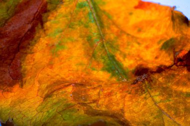 Canlı bir makro fotoğraf, sarı bir yaprağın üzerindeki damarların ve dokuların karmaşık detaylarını gözler önüne seriyor, sonbaharın doğal güzelliğinin özünü yakalıyor.