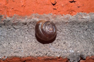 A fascinating macro photo revealing intricate details of a snail on the wall, showcasing the slimy texture and unique characteristics of this mollusk clipart