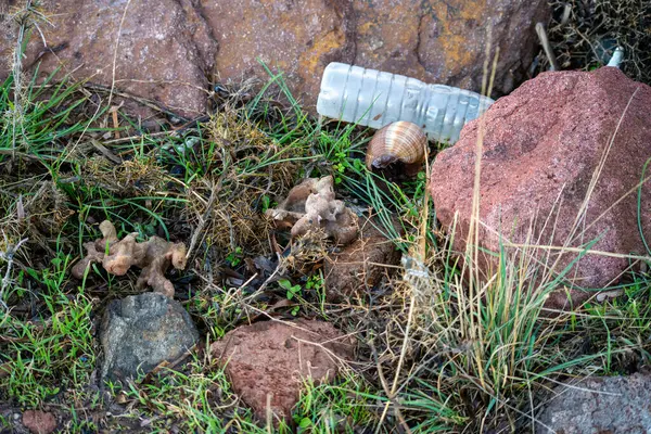 Sahildeki kirliliğin ortasındaki yumuşakçaların deniz yaşamı ve deniz kabukları üzerindeki çevresel etkilerini vurguluyor..