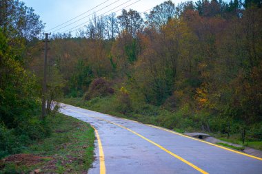 Parlak Yol: Yağmurun öptüğü asfalt yol doğanın kalbinde yansıtıcı ve huzur verici ıslak bir yüzey oluşturur..