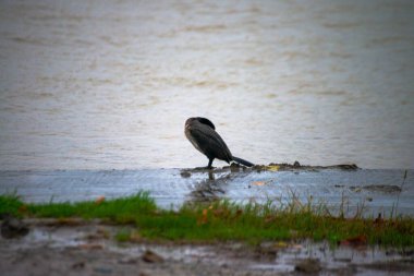 Ritim yağmurunda, bir Phalacrocorax türü yağmur damlalarıyla süslenmiş nehir kıyısında zarif bir şekilde durur ve ıslak bir kuş anının şiirsel özünü yakalar..