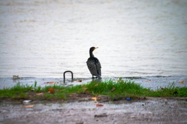 Ritim yağmurunda, bir Phalacrocorax türü yağmur damlalarıyla süslenmiş nehir kıyısında zarif bir şekilde durur ve ıslak bir kuş anının şiirsel özünü yakalar..