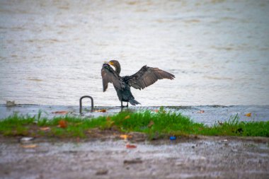 Ritim yağmurunda, bir Phalacrocorax türü yağmur damlalarıyla süslenmiş nehir kıyısında zarif bir şekilde durur ve ıslak bir kuş anının şiirsel özünü yakalar..