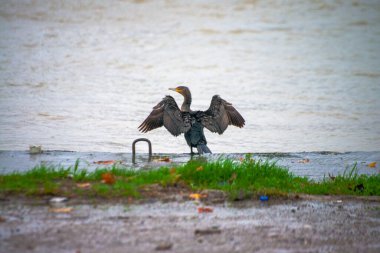 Ritim yağmurunda, bir Phalacrocorax türü yağmur damlalarıyla süslenmiş nehir kıyısında zarif bir şekilde durur ve ıslak bir kuş anının şiirsel özünü yakalar..