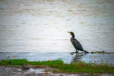 Ritim yağmurunda, bir Phalacrocorax türü yağmur damlalarıyla süslenmiş nehir kıyısında zarif bir şekilde durur ve ıslak bir kuş anının şiirsel özünü yakalar..