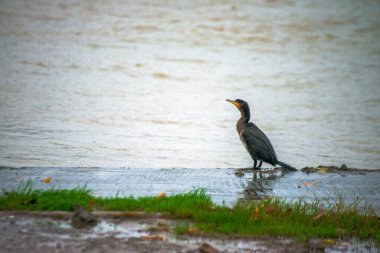 Ritim yağmurunda, bir Phalacrocorax türü yağmur damlalarıyla süslenmiş nehir kıyısında zarif bir şekilde durur ve ıslak bir kuş anının şiirsel özünü yakalar..