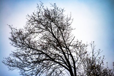 Bereketli gölgeliğin altında, ağaç dalları açık havanın kalbinde dingin ve doğal bir sahne sunan yemyeşil bir duvar halısı oluşturur..