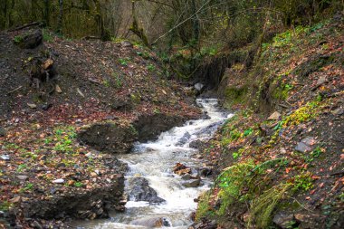 Amidst the rain, a stream flows serenely, its waters kissed by raindrops, creating a tranquil scene of nature's refreshing harmony. clipart