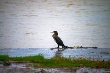 Ritim yağmurunda, bir Phalacrocorax türü yağmur damlalarıyla süslenmiş nehir kıyısında zarif bir şekilde durur ve ıslak bir kuş anının şiirsel özünü yakalar..