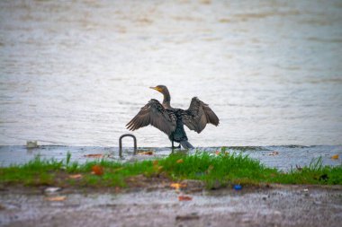 Ritim yağmurunda, bir Phalacrocorax türü yağmur damlalarıyla süslenmiş nehir kıyısında zarif bir şekilde durur ve ıslak bir kuş anının şiirsel özünü yakalar..