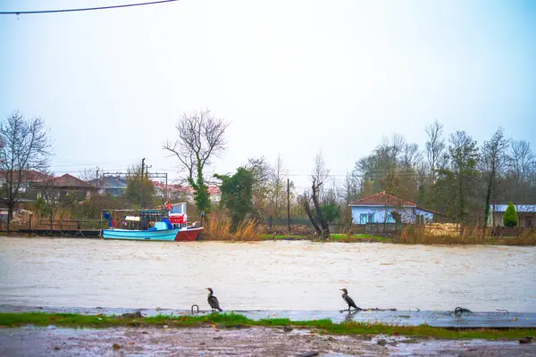 Ritim yağmurunda, bir Phalacrocorax türü yağmur damlalarıyla süslenmiş nehir kıyısında zarif bir şekilde durur ve ıslak bir kuş anının şiirsel özünü yakalar..