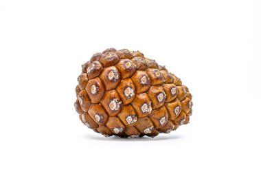 A rustic pine cone rests gracefully on a white background, showcasing the intricate beauty of nature's design. clipart