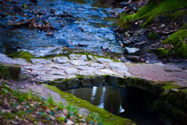 A picturesque stream flows peacefully among the trees in the lush forest, adorned with a quaint little bridge. clipart