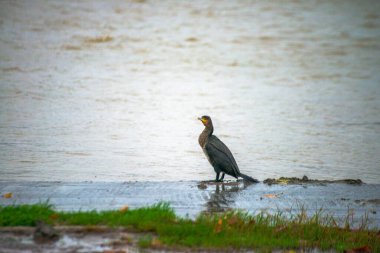 Ritim yağmurunda, bir Phalacrocorax türü yağmur damlalarıyla süslenmiş nehir kıyısında zarif bir şekilde durur ve ıslak bir kuş anının şiirsel özünü yakalar..