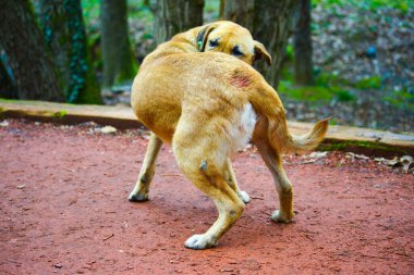 A homeless stray dog is seen itching and scratching due to skin irritation, seeking relief from discomfort. clipart