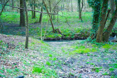 gür yeşil yaprakları ve dalları ile sık bir orman pitoresk bir doğal ortam yaratır..