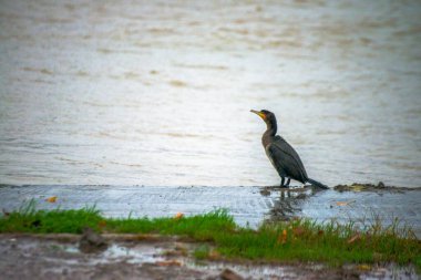 Ritim yağmurunda, bir Phalacrocorax türü yağmur damlalarıyla süslenmiş nehir kıyısında zarif bir şekilde durur ve ıslak bir kuş anının şiirsel özünü yakalar..