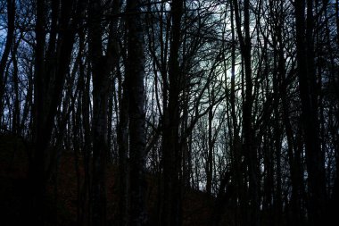 Karanlık gölgeleri ve büyülü atmosferi olan gizemli ve ürkütücü bir orman..