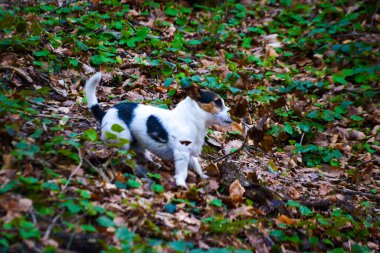 Canlı küçük bir köpek ormanı keşfediyor, koşuyor, zıplıyor ve ormanlık alanda neşeyle oynuyor..
