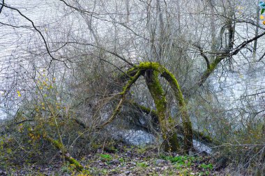 Tree branches gently floating on the serene river, creating a tranquil and peaceful scene amidst the natural beauty of nature.