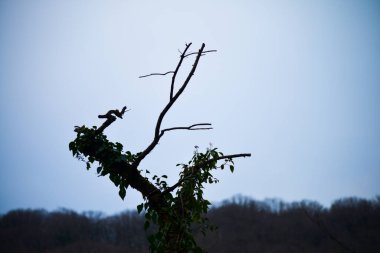 Ormanın yemyeşil yaprakları arasında tek bir ağaç dalı vahşi doğada huzurlu ve sakin bir manzara yaratıyor..