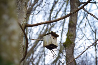 A rustic wooden bird nest nestled among the branches and foliage of the forest, providing a cozy shelter for birds. clipart