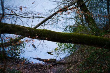 A collapsed tree rests upon a serene lake in the heart of the forest, creating a unique natural scene of tranquility and upheaval. clipart