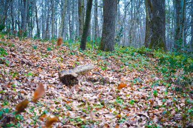 A mesmerizing scene in the forest with a carpet of dried leaves covering the ground, evoking the essence of autumn's beauty. clipart