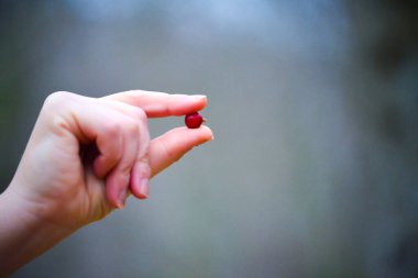 Bir kadın parmaklarının arasında olgun, sulu kırmızı bir meyve tutar. Sağlığını ve sağlığını somutlaştırır..