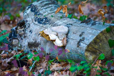 Mantarlar ağaç gövdesinde doğal olarak gelişir, mantar ve orman ekolojisi arasındaki simbiyotik ilişkiyi gözler önüne serer..
