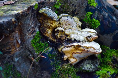 Mantarlar ağaç gövdesinde doğal olarak gelişir, mantar ve orman ekolojisi arasındaki simbiyotik ilişkiyi gözler önüne serer..