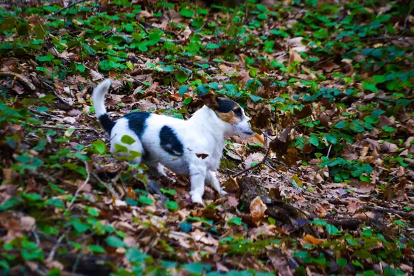Canlı küçük bir köpek ormanı keşfediyor, koşuyor, zıplıyor ve ormanlık alanda neşeyle oynuyor..
