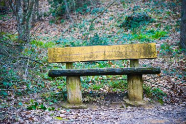 A serene bank amidst the forest, offering a peaceful spot for contemplation and relaxation in the embrace of nature. clipart