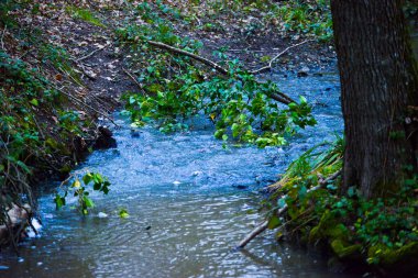 Uzun ağaçlar ve canlı yeşil yapraklarla çevrili, gür ormanlarda dolaşan sakin bir dere..