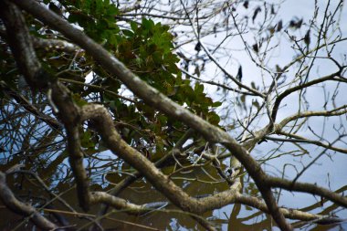 Ağaç dalları durgun göl suyuna nazikçe dalarak yansıma ve sükunetin sakin ve resmedilmiş bir sahnesini oluşturuyor..
