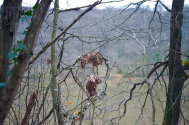 Dry leaves cling to a weathered tree branch, a testament to the changing season and the cycle of nature. clipart