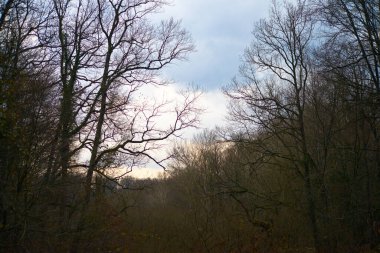 Güneşli ve bulutlu havanın etkisiyle büyüleyici bir ağaç dalları ve orman manzarası ışık ve gölgenin büyüleyici bir kontrastını yaratır..