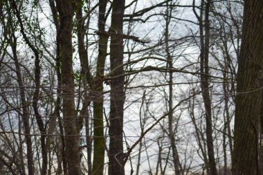 Bereketli bir ormanın ortasındaki ince dalların sakin bir tasviri, doğanın sakin manzarasının narin güzelliğini ve ruhani çekiciliğini yakalıyor..