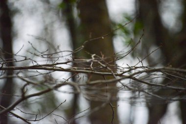 Bereketli bir ormanın ortasındaki ince dalların sakin bir tasviri, doğanın sakin manzarasının narin güzelliğini ve ruhani çekiciliğini yakalıyor..
