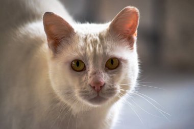 Çekiciliğini ve cazibesini gösteren beyaz bir kedinin kamerayla karşılaştığı büyüleyici bakışını hissedin.