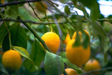 Ağaçlardan ve dallardan sarkan, olgun ve koparılmaya hazır organik limonların bolluğunu hissedin..