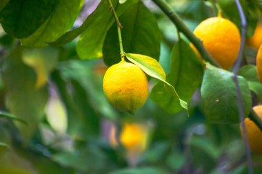 Ağaçlardan ve dallardan sarkan, olgun ve koparılmaya hazır organik limonların bolluğunu hissedin..