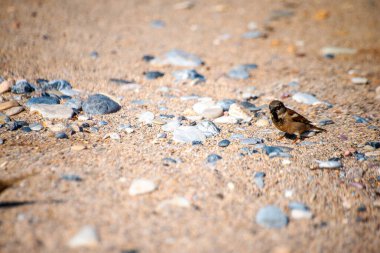 Watch as sparrows frolic and play amidst the coastal sands, adding charm and liveliness to the serene shoreline scene. clipart