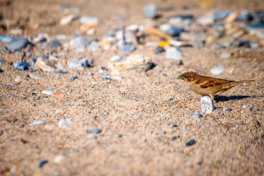 Watch as sparrows frolic and play amidst the coastal sands, adding charm and liveliness to the serene shoreline scene. clipart