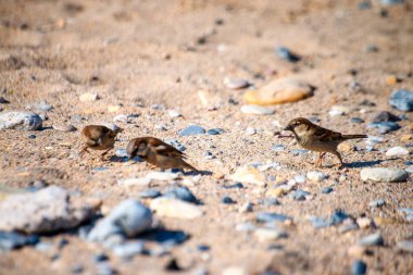 Serçelerin kıyı şeridi sahnesine cazibe ve canlılık katarak oynaşmasını izleyin..