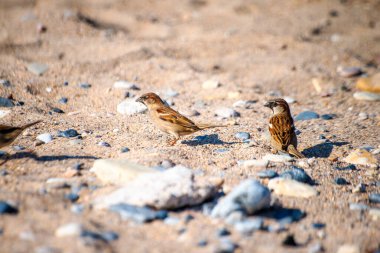 Watch as sparrows frolic and play amidst the coastal sands, adding charm and liveliness to the serene shoreline scene. clipart