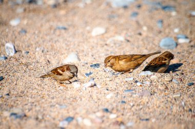 Watch as sparrows frolic and play amidst the coastal sands, adding charm and liveliness to the serene shoreline scene. clipart